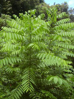 Cedro Baum