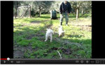 Cuccioli a 5 settimane - Puppies at 5 weeks