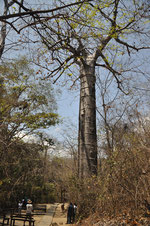 giant ceibo in Puyungo