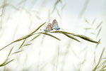 © Anke Ungerathen