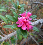 Zeit der Rhododendron-Blüte