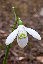 Galanthus nivalis