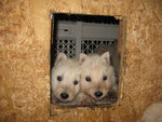 Puppies bij de poezendoorgang