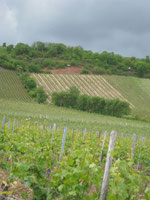 Der Rote Hang bei Nierstein und einzige Steillage im Anbaugebiet Rheinhessen.