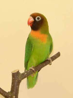 Nigrigenis ancestrale