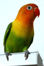 Fischeri ancestrale