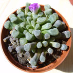 Frithia pulchra