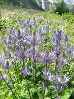 Eryngium alpinum, la reine des Alpes