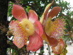 (couroupita guianensis)