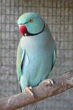 Aqua   Psittacula krameri (Halsbansittich)