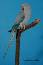 Blau   Psittacula krameri (Halsbandsittich) 
