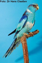 Blau   Barnardius barnardi (Barnardsittich) 