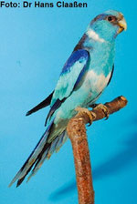 Blau   Barnardius barnardi (Barnardsittich) 