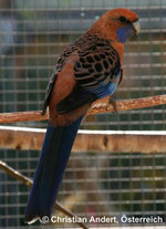 Aqua   Platycercus elegans (Pennantsittich) 