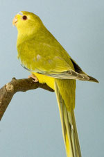 Bronze Falbe Neophema elegans (Schmucksittich) 