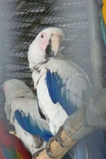 Blau   Ara maracana (Hellroter Ara) 