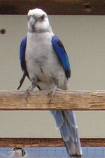 Blau   Platycercus icterotis (Stanleysittich) 