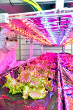LEDを使った野菜栽培を行っているタイヨー電子=福井県鯖江市石田上町のタイヨー電子技術開発センター