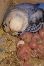 Blaue Henne mit Jungtieren