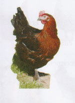 MARANS