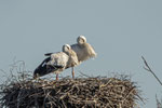 Verschnaufpause im Storchennest. © NABU Lüneburg