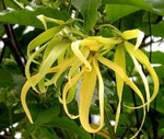 YLANG-YLANG