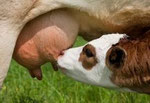 Colostrum existe en perle