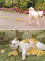 刷り込みの例(生後直後に見た犬を母親と思うひよこ)Image:Sunny Skyz