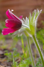 Katharina Wanha Psychologische Beratung Telepathische Tierkommunikation Mental Intuitionstraining Aufstellung Klangschale Rückführung Therapeutic Touch Farblichtbehandlung Tier Mensch Katze Hund Lebenssituationen medition Wien Burgenland