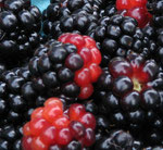 Brombeeren