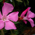 Oleander