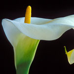 Calla