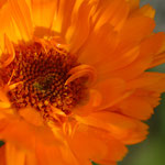 Ringelblume Calendula