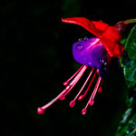 Fuchsia