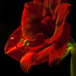 Amaryllis