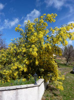 Mimosa près des parkings