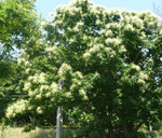 Chataignier en fleur (Juin)