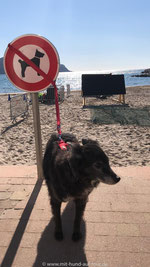 Hunde leider verboten am Strand von Saint-Cyr-sur-Mer