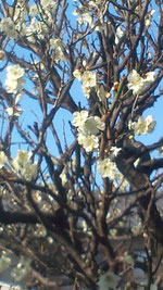 3月10日（土）裏庭の白梅　青空と・・・