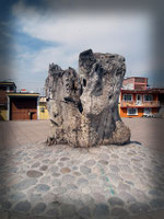 Olivo.