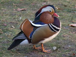 Mandarin