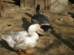 Patos Pekin