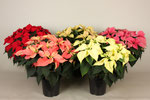 Poinsettia Christmas feelings Mix