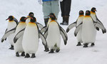 旭山動物園のペンギン君たち