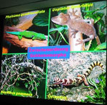 Powerpoint-Vortrag von Hans ESTERBAUER: Geckos - Biologie und Haltung in der terraristischen Praxis