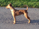 Standbild vom Irish Terrier