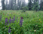 Fotos: © 2001-2002 Broderbund Properties LLC. Alle Rechte vorbehalten.