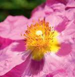 Cistus