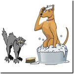 TOELETTE PER CANI E GATTI Piombino