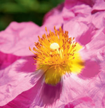 Cistus 